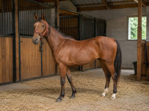 Olympien D’IDEF